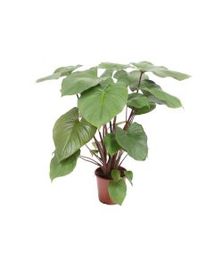Homalomena
