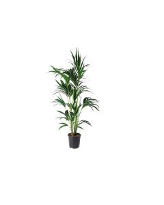 Howea Forsteriana - Kentia Palm (150cm approx.)