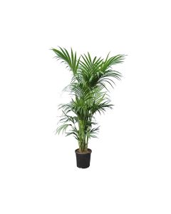 Howea Forsteriana - 210H