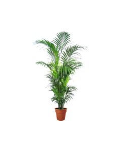 Howea Forsteriana