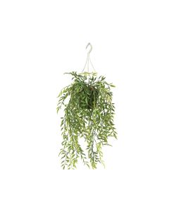 Hoya Bella Hanging Plant