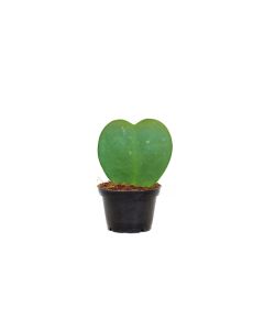 Hoya Kerii