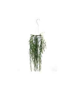Hoya Linearis