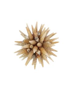 HX Beach Shell Turitella Natural