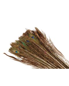 HX Peacock Feather Natural