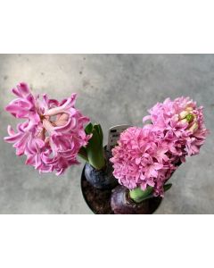 Hyacinthus orientalis ‘Fondant’ (Dutch Hyacinth)