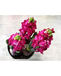 Hyacinthus orientalis ‘Hollyhock’ (Dutch Hyacinth)