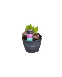 Hyacinthus Orientalis