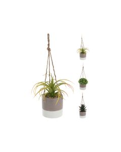 KI Plant in Ceramic Pot
