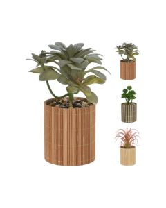 KI Plant in Bamboo Pot