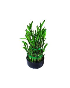 Lucky bamboo 3 Layer Small