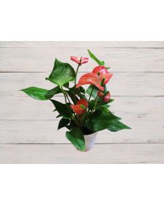 Anthurium Mix (35cm)
