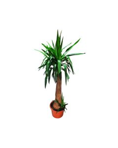 Yucca elephantipes "Spineless Yucca" Small