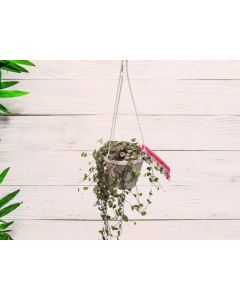 Ceropegia Woodii "String of Hearts"