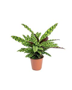 Calathea Lancifolia