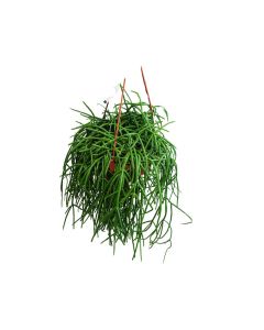 Rhipsalis