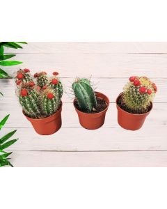 Cactus mix "15cm approx"