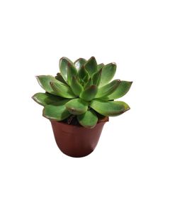 Echeveria mix (small)