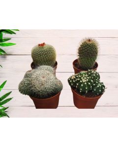 Cactus mix