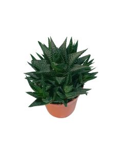 Haworthia limifolia "Fairy Washboard"