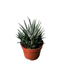 Haworthia "Wild Zebra"