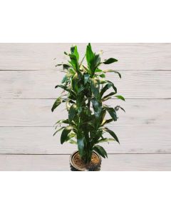 Dracaena fragrans 'Janet Craig'