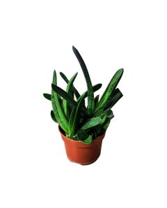 Gasteria