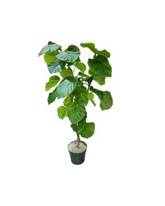 Ficus Umbellata 150cm