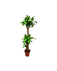 Dracaena Massangeana "Corn Plant"