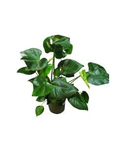 Monstera Deliciosa
