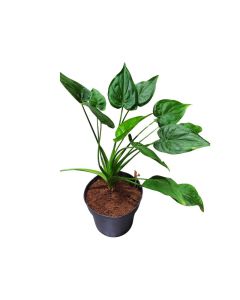 Alocasia Cuculata (100CM)
