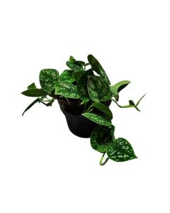 Scindapsus Pictus Argyraeus "silver pothos" small