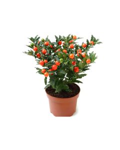 Solanum - Indoor Plant