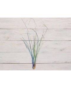 Tillandsia Juncea "Needleleaf Air Plant"
