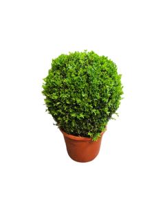 Buxus "Boxwood"