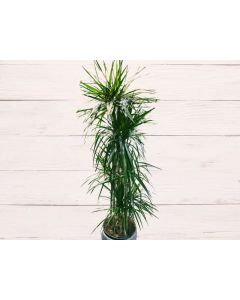Dracaena Marginata "Dragon Tree"