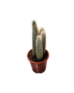 Silver Torch Cactus