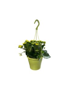 Kalanchoe