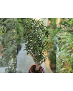 Dracaena reflexa "Song of India"