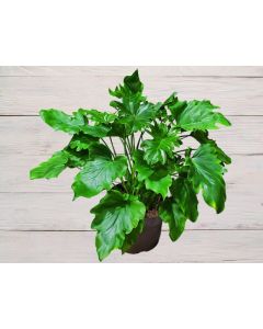 Philodendron Xanadu