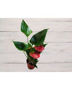 Anthurium - 30cm