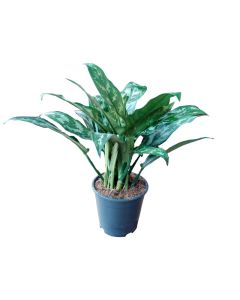 Aglaonema Mix - Chinese evergreen