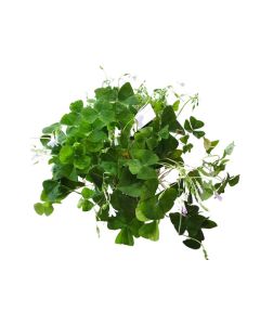 Oxalis triangularis (green) small pot