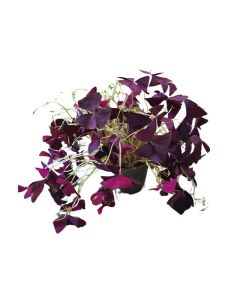 Oxalis triangularis (purple) small pot
