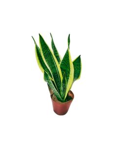 Sansevieria Variegated "Snake Plant" (40cm)