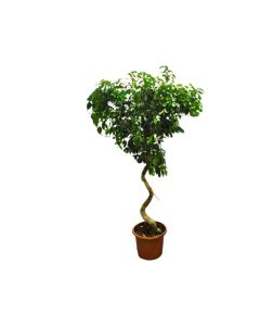 Ficus Benjamina Nikita Single Spiral
