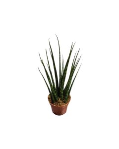 Sansevieria Fernwood Mikado 35cm