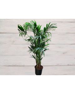 Howea Forsteriana "Kentia Palm"