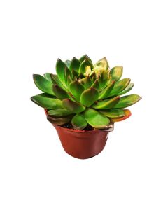 Echeveria