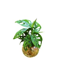 Monstera Hanging Bowl 30cm